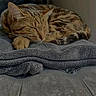 cat, couch, cozy, domestic_animal, ears, feline, folded_towel, fur, gray_towel, indoor, nap, paw, pet, relaxation, resting, sleeping, soft_texture, tabby_cat, towel, whiskers