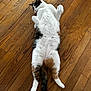 cat, feline, pet, calico_cat, tabby, white_fur, belly_up, relaxed, indoor, hardwood_floor, floorboards, tail, paws, whiskers, cute, lying_down, home, portrait, playful, mammal
