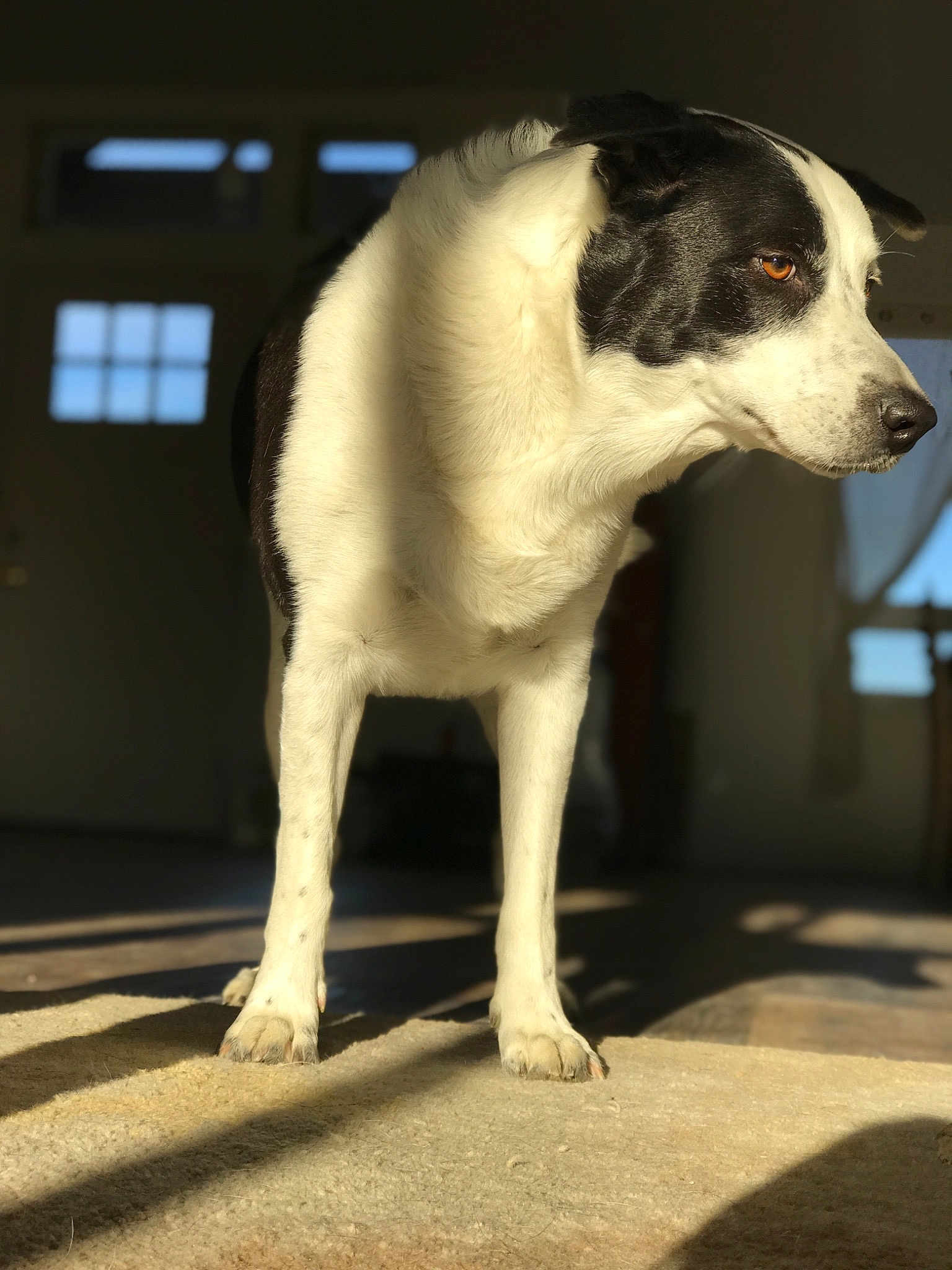Oliver