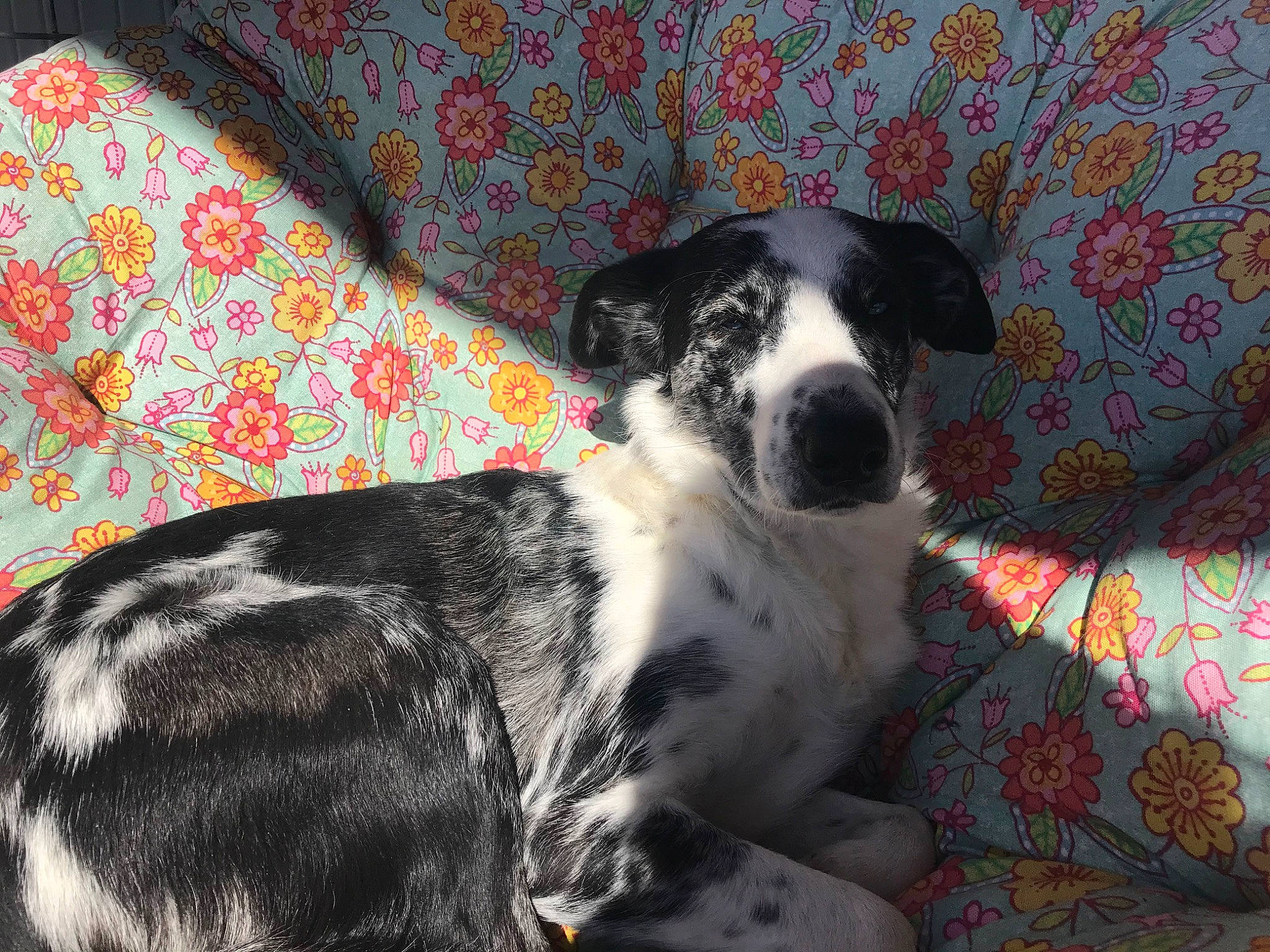 Ruby is registered to the contest to win money with this photo: border_collie, canidae, carnivore, dog, dog_breed, mammal, puppy, snout, sporting_group, texas_heeler, vertebrate, whiskers