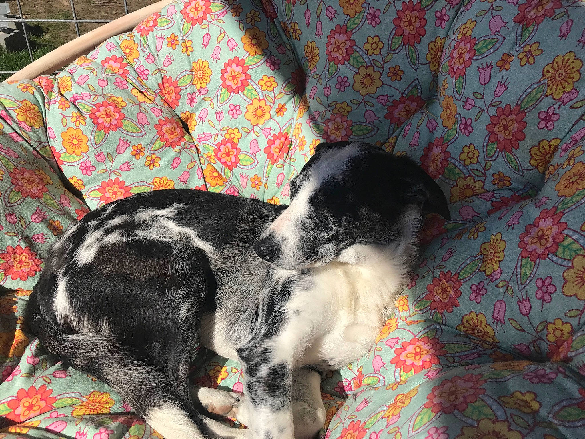 Ruby joined the competition — help win amazing prizes! canidae, carnivore, companion_dog, dog, dog_breed, mammal, puppy, russian_spaniel, sporting_group, stabyhoun