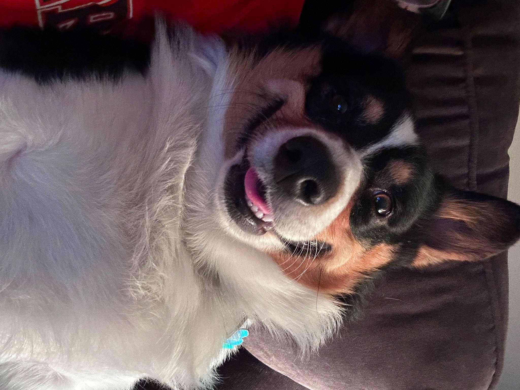 Karl is registered to the contest to win money with this photo: carnivore, collar, companion_dog, dog, dog_breed, dog_collar, ear, eyewear, foot, fur, goggles, happy, leash, paw, snout, sporting_group, sunglasses, vision_care, whiskers, working_animal