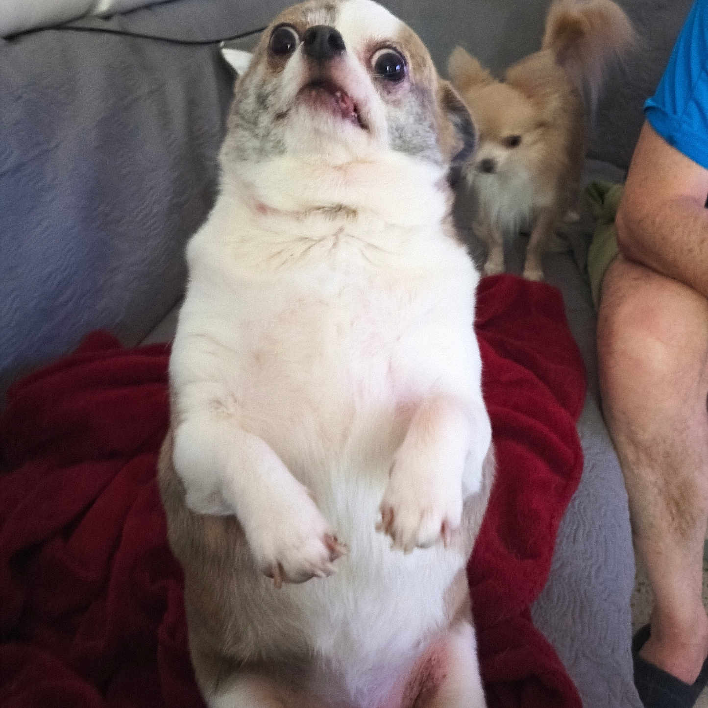 Chipie