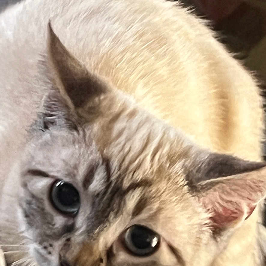 Ruby joined the competition — help win amazing prizes! animal, blue_eyes, blurred_background, cat, close_up, cozy, curious, cute, domestic, ears, face, feline, fur, home, indoor, looking, pet, resting, soft_light, whiskers