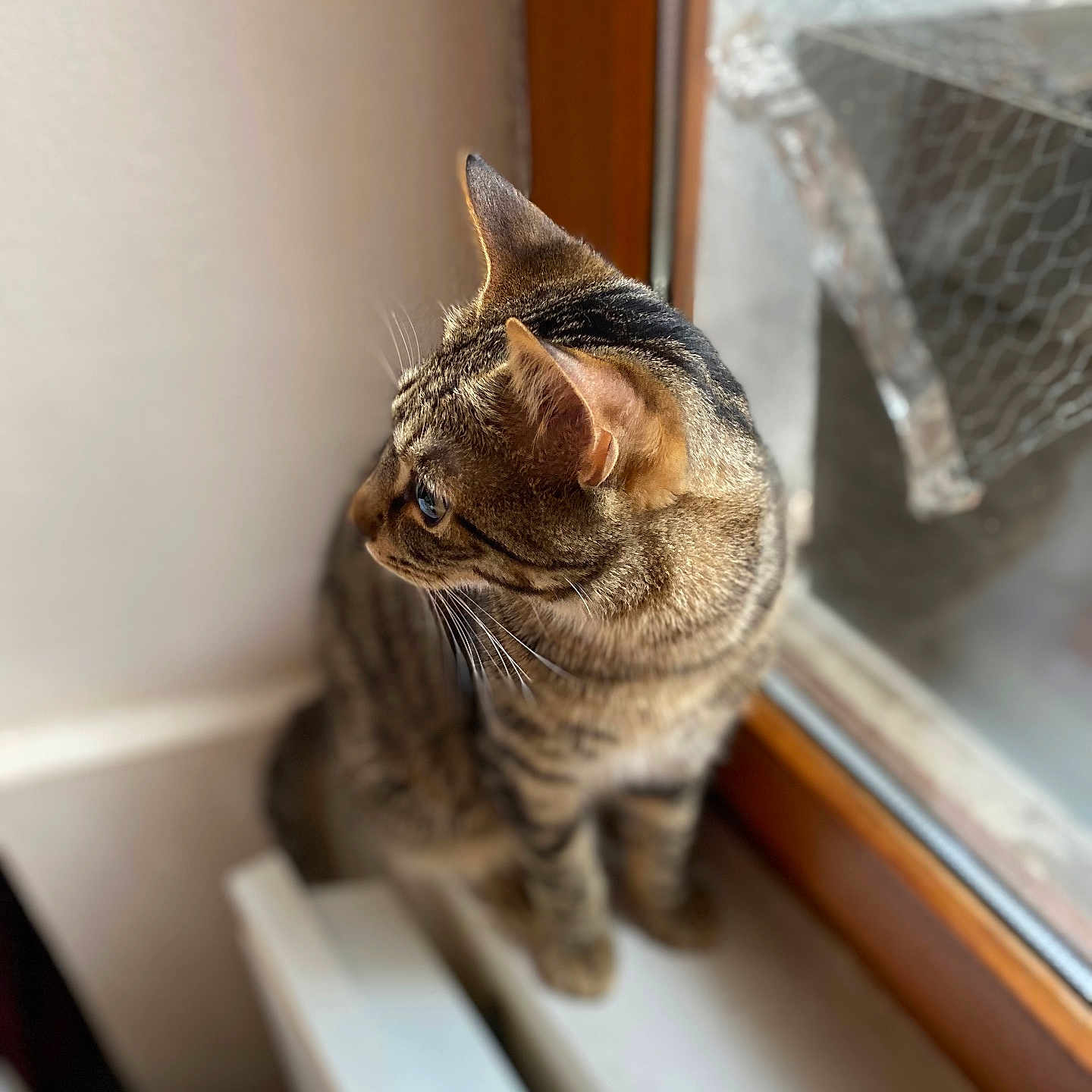 Elwood Blues participe au concours pour gagner de l'argent avec cette photo : abyssinian, animal, cat, egyptiancat, kitten, manx, pet, window, windowsill