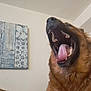 Bear is registered to the contest to win money with this photo: dog, indoor, pet, mouth_open, tongue_out, canine, wall_art, brown_fur, close_up, yawning, animal, house, room, domestic_animal, fur, large_dog, teeth, head, background, home