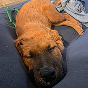 Bear is registered to the contest to win money with this photo: dog, sleeping, brown_fur, nose, blanket, toy, cushion, indoors, relaxing, pet, close_up, fur, napping, resting, cozy, canine, domestic_animal, comfort, laying_down, quiet