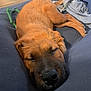 dog, sleeping, brown_fur, nose, blanket, toy, cushion, indoors, relaxing, pet, close_up, fur, napping, resting, cozy, canine, domestic_animal, comfort, laying_down, quiet