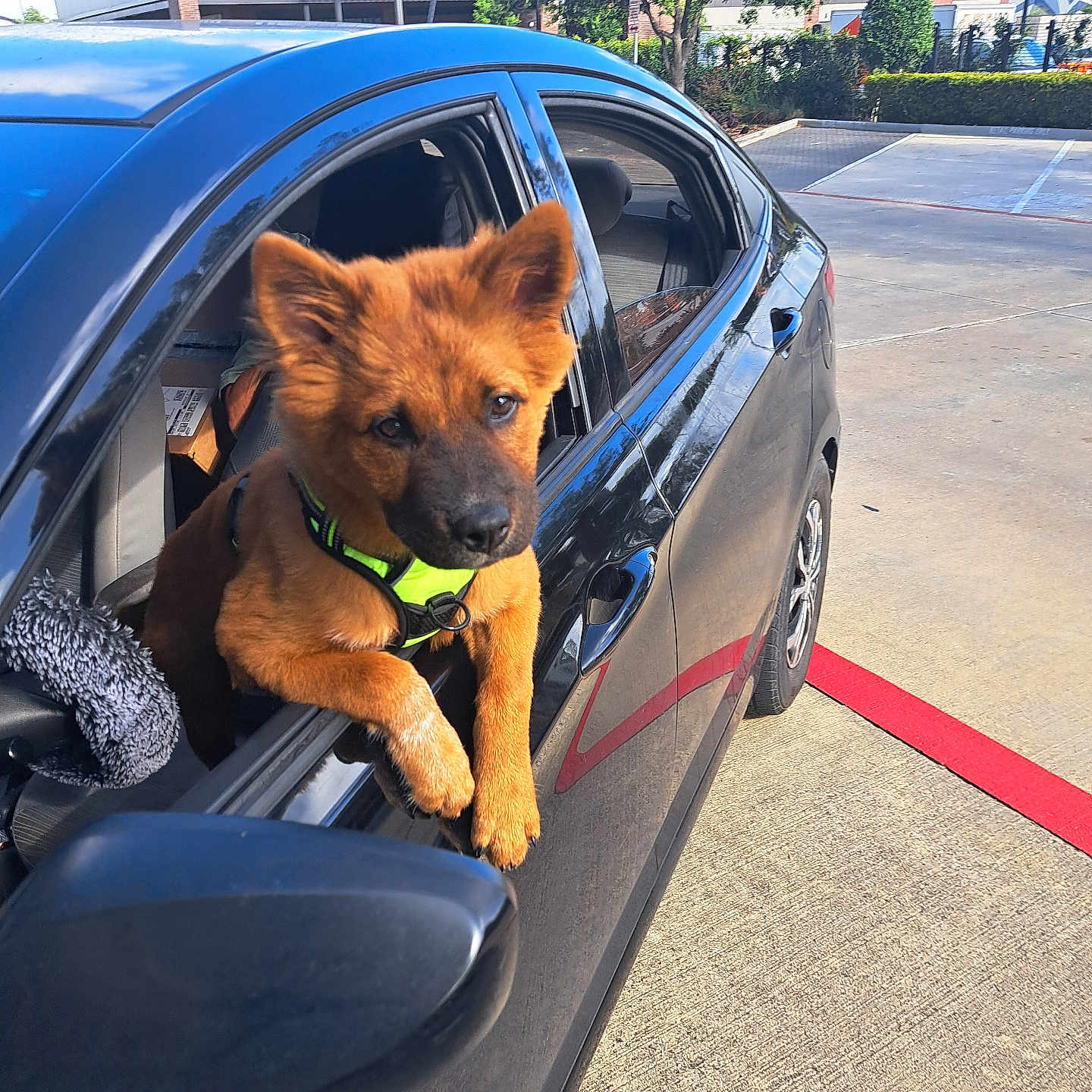 Bear joined the competition — help win amazing prizes! animal, black_car, building, car, curious, daylight, dog, fur, harness, leisure, outdoor, parking_lot, paws, pet, puppy, resting, side_mirror, sunlight, transportation, window