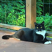 Bootsie is registered to the contest to win money with this photo: cat, black_and_white_cat, animal, pet, outdoor, deck, wooden_deck, fence, greenery, plants, relaxed, lying_down, yellow_eyes, whiskers, tail, daylight, nature, close_up, portrait, domestic_cat