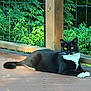 cat, black_and_white_cat, animal, pet, outdoor, deck, wooden_deck, fence, greenery, plants, relaxed, lying_down, yellow_eyes, whiskers, tail, daylight, nature, close_up, portrait, domestic_cat