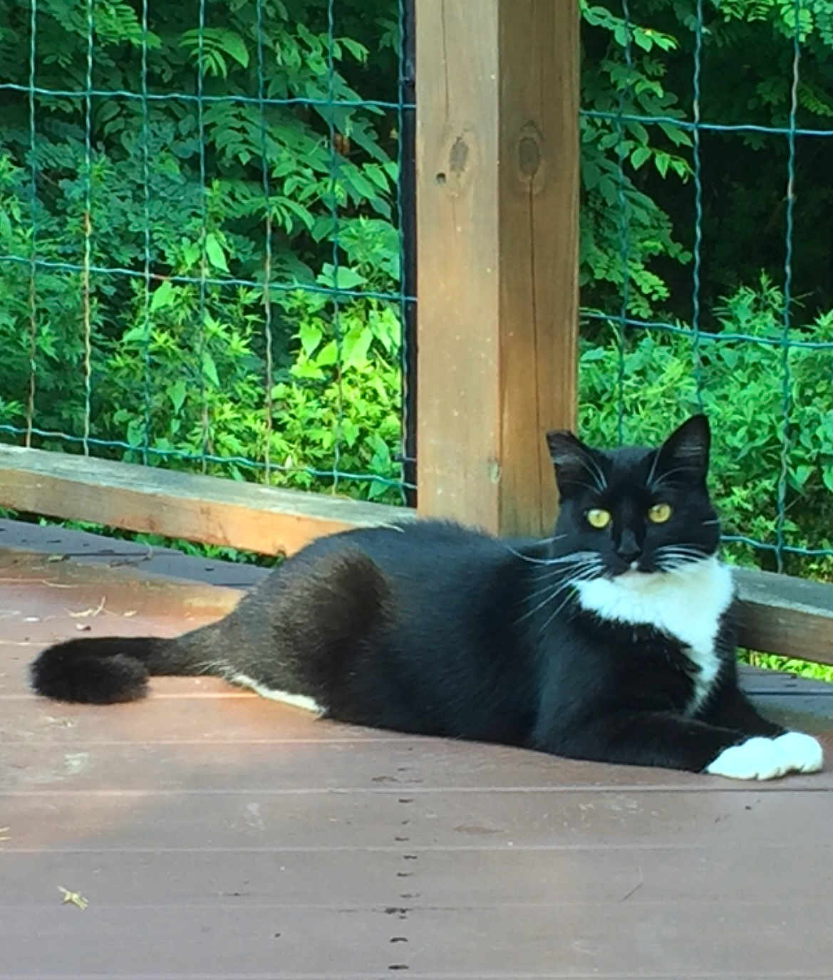 Bootsie