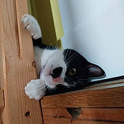 Simba participe au concours pour gagner de l'argent avec cette photo : cat, black_and_white, paw, wood, curious, pet, animal, feline, indoor, playful, close_up, whiskers, eye, ear, nose, claw, fur, cute, peeking, resting