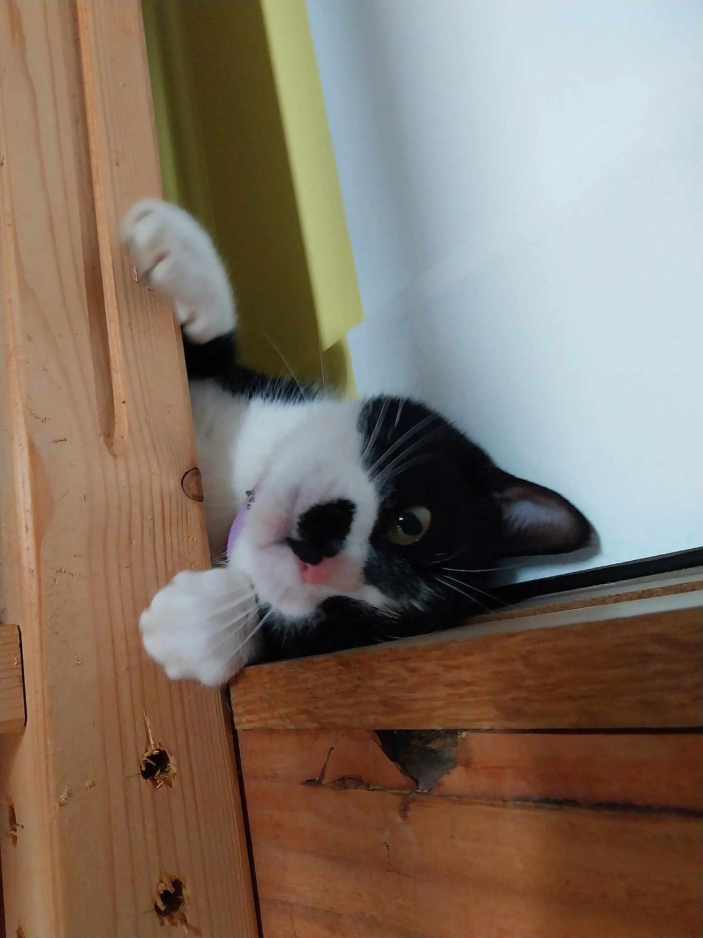 Simba participe au concours pour gagner de l'argent avec cette photo : cat, black_and_white, paw, wood, curious, pet, animal, feline, indoor, playful, close_up, whiskers, eye, ear, nose, claw, fur, cute, peeking, resting