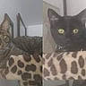Tiger King is registered to the contest to win money with this photo: cat, tabby_cat, black_cat, leopard_print, cat_perch, indoor, pet, feline, collar, animal, resting, domestic_cat, curious, two_cats, yellow_eyes, fur, whiskers, ears, looking, companions