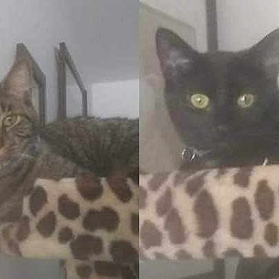 Tiger King