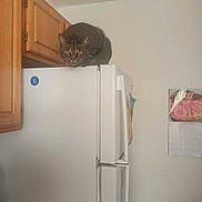 Tiger King joined the competition — help win amazing prizes! cat, tabby, refrigerator, kitchen, wooden_cabinet, calendar, pink_flowers, pet, indoor, curious, appliance, countertop, household, feline, domestic, animal, quiet, resting, looking, home