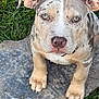 Kona joined the competition — help win amazing prizes! puppy, dog, close_up, outdoor, grass, stone, pet, animal, cute, face, ears, paws, fur, canine, young, adorable, nature, looking_up, sitting, spot_pattern