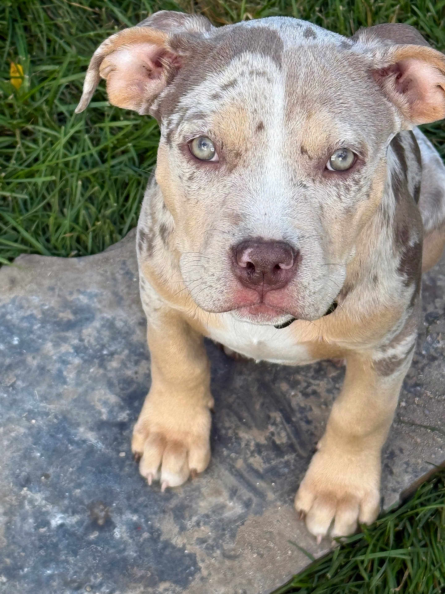 Kona joined the competition — help win amazing prizes! puppy, dog, close_up, outdoor, grass, stone, pet, animal, cute, face, ears, paws, fur, canine, young, adorable, nature, looking_up, sitting, spot_pattern