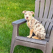 Kona joined the competition — help win amazing prizes! dog, puppy, lawn_chair, grass, outdoor, greenery, stone_wall, pet, animal, sitting, cute, plastic_chair, young_dog, brown, white, spotted, ears, face, looking, daylight