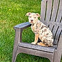 dog, puppy, lawn_chair, grass, outdoor, greenery, stone_wall, pet, animal, sitting, cute, plastic_chair, young_dog, brown, white, spotted, ears, face, looking, daylight