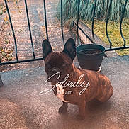 Daysi participe au concours pour gagner de l'argent avec cette photo : dog, french_bulldog, pet, animal, outdoor, porch, concrete, railing, plant_pot, brown, small_dog, sitting, daytime, weekend, text_overlay, fence, nature, leaf, calm, domestic_animal