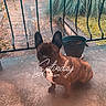 dog, french_bulldog, pet, animal, outdoor, porch, concrete, railing, plant_pot, brown, small_dog, sitting, daytime, weekend, text_overlay, fence, nature, leaf, calm, domestic_animal