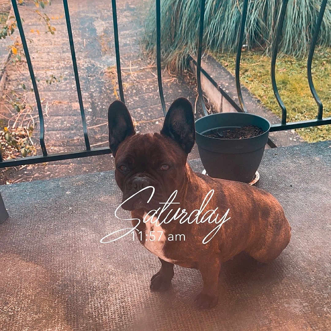 Daysi participe au concours pour gagner de l'argent avec cette photo : dog, french_bulldog, pet, animal, outdoor, porch, concrete, railing, plant_pot, brown, small_dog, sitting, daytime, weekend, text_overlay, fence, nature, leaf, calm, domestic_animal