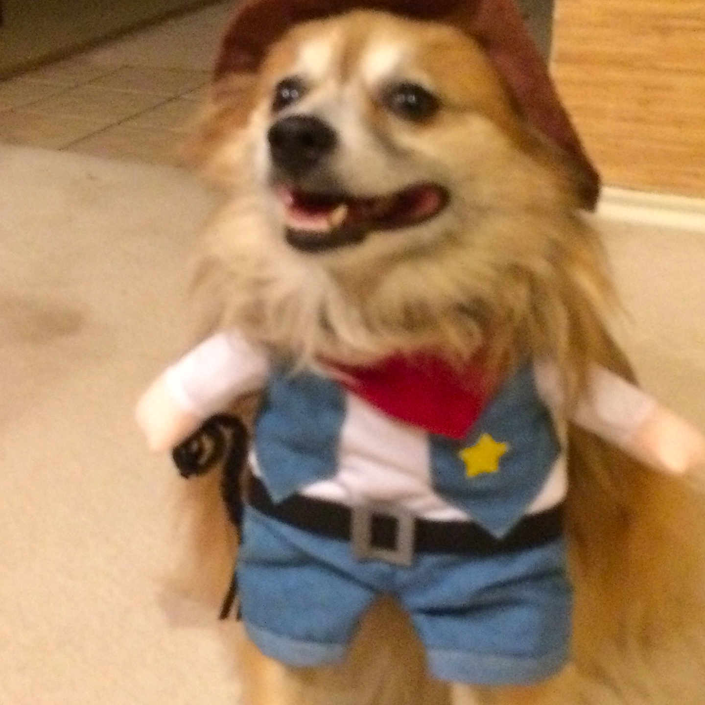 Buddy is registered to the contest to win money with this photo: dog, pet, costume, cowboy, hat, indoor, carpet, animal, cute, smiling, clothing, fur, mammal, funny, portrait, domestic_animal, outfit, playful, small_dog, companion