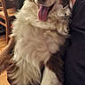 animal, brown, canine, close_up, cozy, cute, dog, fluffy, friendly, furniture, happy, holding, indoor, papers, person, pet, smiling, tongue_out, white, wooden