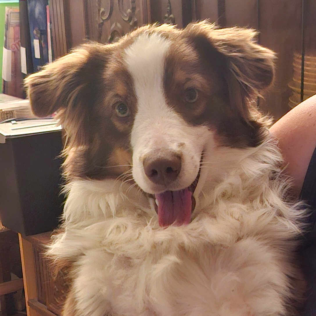 Baloo participe au concours pour gagner de l'argent avec cette photo : dog, indoor, fluffy, tongue_out, happy, pet, brown_and_white, fur, canine, portrait, companion, animal, smiling, cute, friendly, ears, face, domestic_animal, mammal, closeup