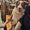 Baloo a rejoint le concours — aidez-le/la à gagner de superbes lots ! dog, pet, indoor, person, wooden_chair, table, office_supplies, clutter, tongue_out, happy, fur, brown, white, holding, face, portrait, tile_floor, furniture, casual, home