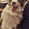 Baloo participe au concours pour gagner de l'argent avec cette photo : dog, happy, smiling, tongue_out, fluffy, indoor, person, sitting, brown_and_white, fur, pet, companion, cozy, shelf, books, wood, casual, close_up, portrait, domestic_animal