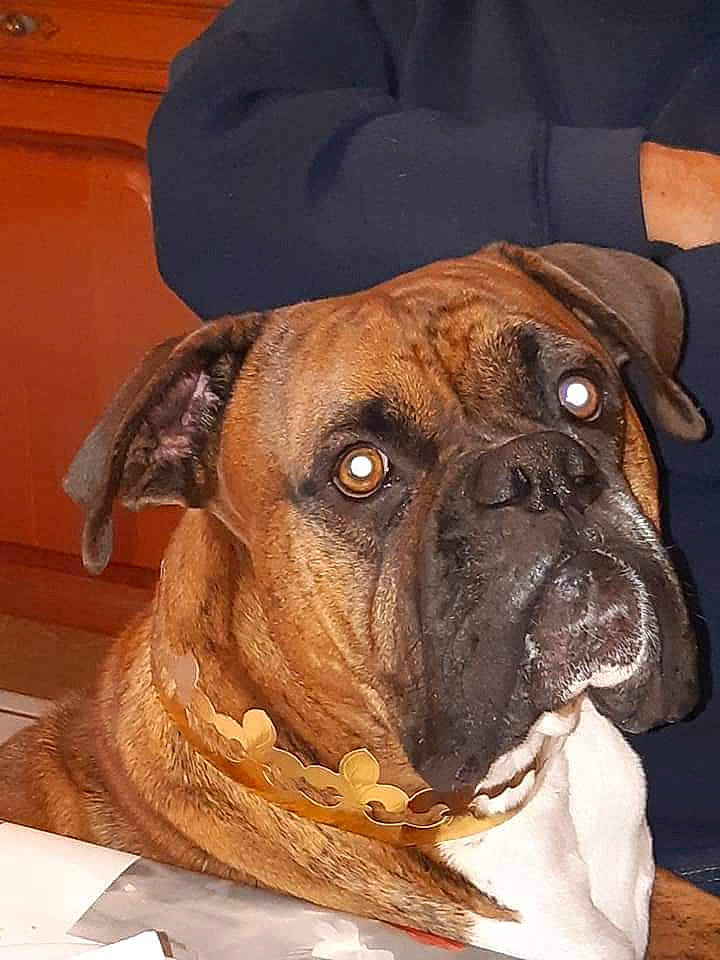 Jacks a rejoint le concours — aidez-le/la à gagner de superbes lots ! ancient_dog_breeds, boxer, canidae, carnivore, collar, companion_dog, dog, dog_breed, dog_collar, fawn, giant_dog_breed, guard_dog, liver, molosser, snout, sporting_group, whiskers, working_animal, working_dog, wrinkle