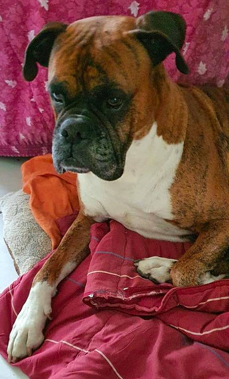 Jacks a rejoint le concours — aidez-le/la à gagner de superbes lots ! biting, bored, boxer, canidae, carnivore, comfort, companion_dog, dog, dog_breed, fawn, non_sporting_group, snout, sporting_group, terrestrial_animal, whiskers, working_animal, working_dog, wrinkle