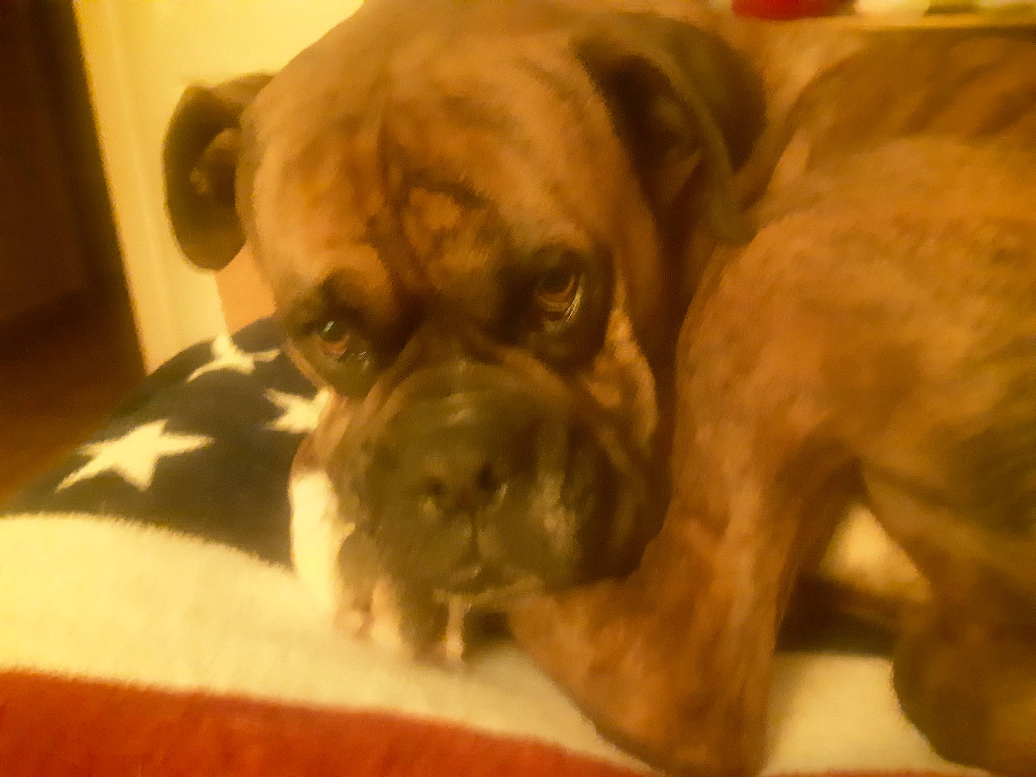 Jacks a rejoint le concours — aidez-le/la à gagner de superbes lots ! biting, bored, boxer, bulldog, canidae, carnivore, comfort, companion_dog, dog, dog_breed, ear, fawn, fur, molosser, snout, sporting_group, toy_dog, whiskers, working_animal, wrinkle