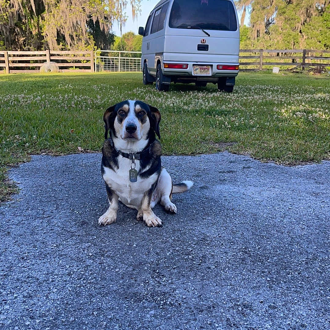 Pikachu joined the competition — help win amazing prizes! alloywheel, animal, canine, car, caravan, carwheel, dog, grass, machine, pet, plant, road, spoke, tire, transportation, tree, van, vegetation, vehicle, wheel