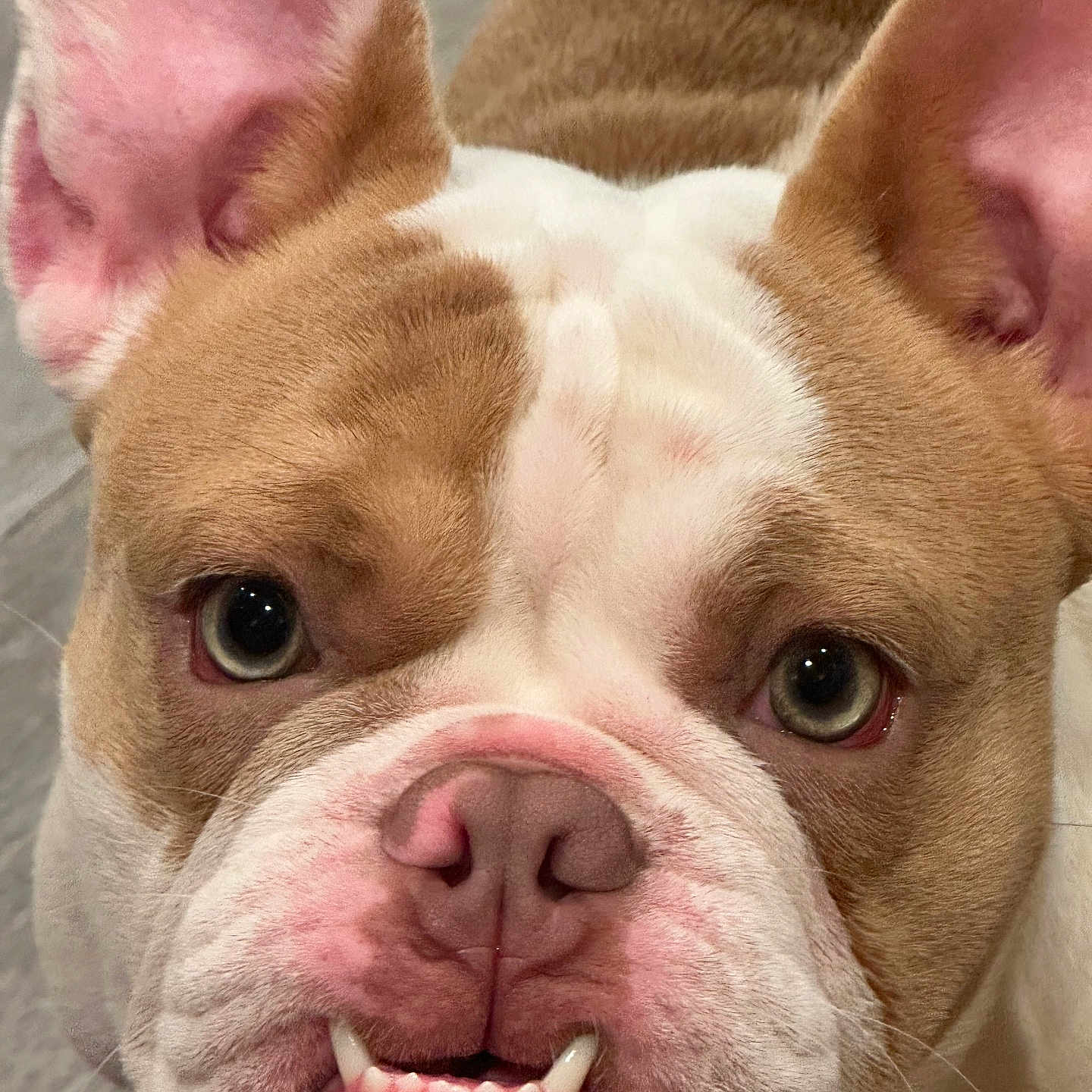 Prince is registered to the contest to win money with this photo: animal, bodypart, bostonbull, boxer, bulldog, canine, dog, frenchbulldog, hound, mouth, person, pet, pitbull, puppy, sleeping, snout, whitedog