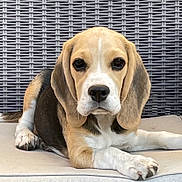 Baya participe au concours pour gagner de l'argent avec cette photo : animal, beagle, black, brown, canine, close_up, cushion, dog, ears, face, fur, laying_down, nose, outdoor_furniture, paw, pet, portrait, puppy, white, wicker