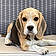 Baya