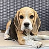 animal, beagle, black, brown, canine, close_up, cushion, dog, ears, face, fur, laying_down, nose, outdoor_furniture, paw, pet, portrait, puppy, white, wicker