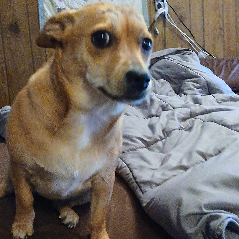 Bella