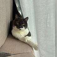Nacho participe au concours pour gagner de l'argent avec cette photo : cat, pet, indoor, sofa, curtain, paws, relaxed, cozy, window, drape, upholstery, white_fur, gray_fur, green_eyes, lounging, portrait, home, sunlight, shadow, furniture