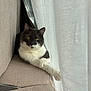 cat, pet, indoor, sofa, curtain, paws, relaxed, cozy, window, drape, upholstery, white_fur, gray_fur, green_eyes, lounging, portrait, home, sunlight, shadow, furniture