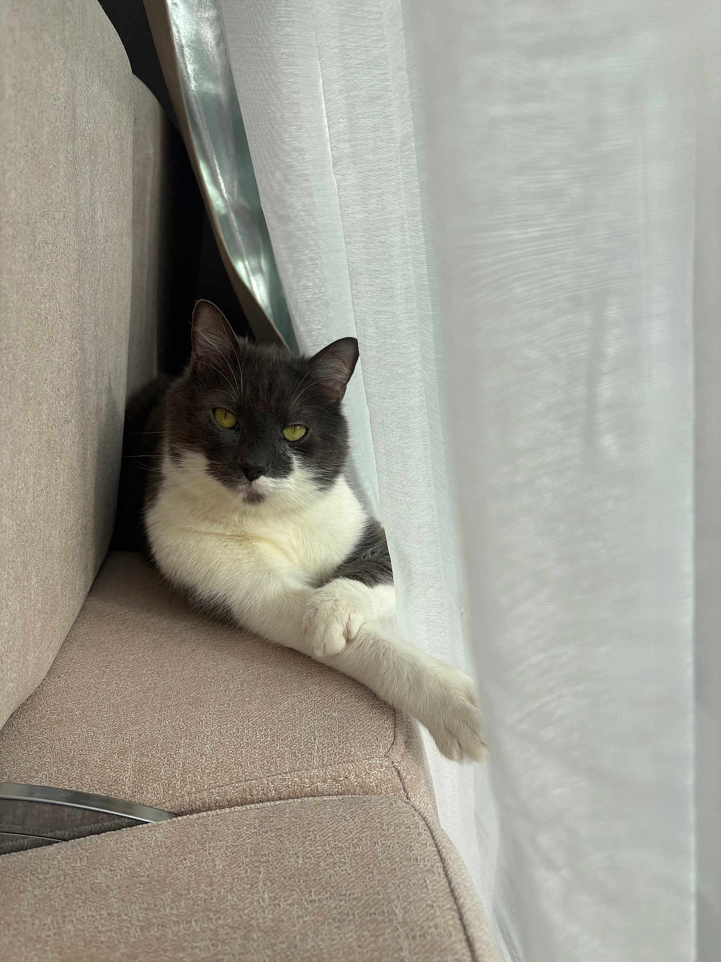 Nacho participe au concours pour gagner de l'argent avec cette photo : cat, pet, indoor, sofa, curtain, paws, relaxed, cozy, window, drape, upholstery, white_fur, gray_fur, green_eyes, lounging, portrait, home, sunlight, shadow, furniture
