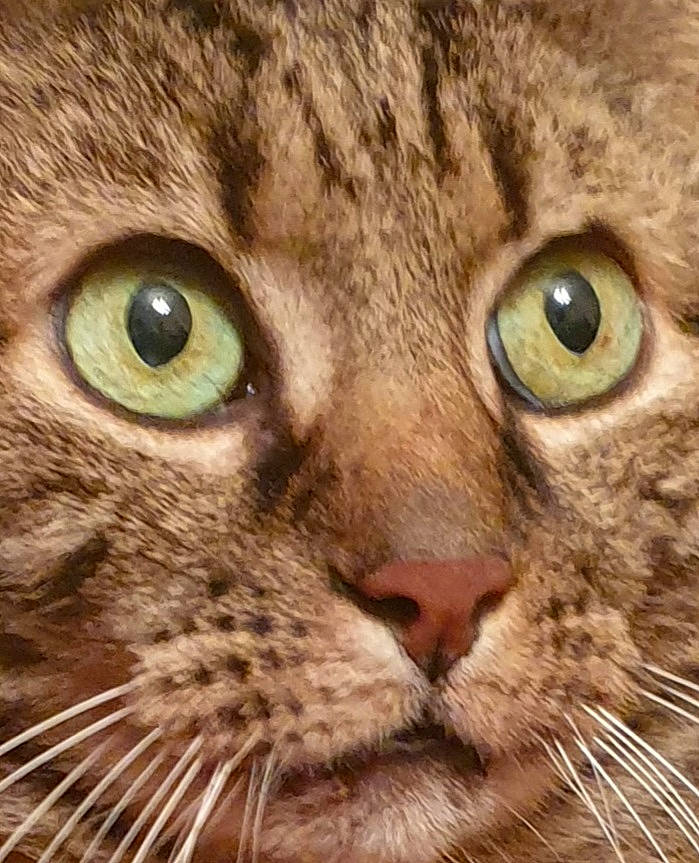 Bijou participe au concours pour gagner de l'argent avec cette photo : carnivore, cat, close_up, domestic_short_haired_cat, felidae, fur, mammal, photography, small_to_medium_sized_cats, snout, terrestrial_animal, vertebrate, whiskers, wildlife