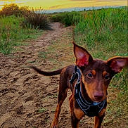 Alf participe au concours pour gagner de l'argent avec cette photo : dog, puppy, outdoor, sunset, trail, dirt_path, greenery, grass, harness, ears, animal, nature, sky, clouds, young_dog, canine, field, walking_path, sunlight, curious