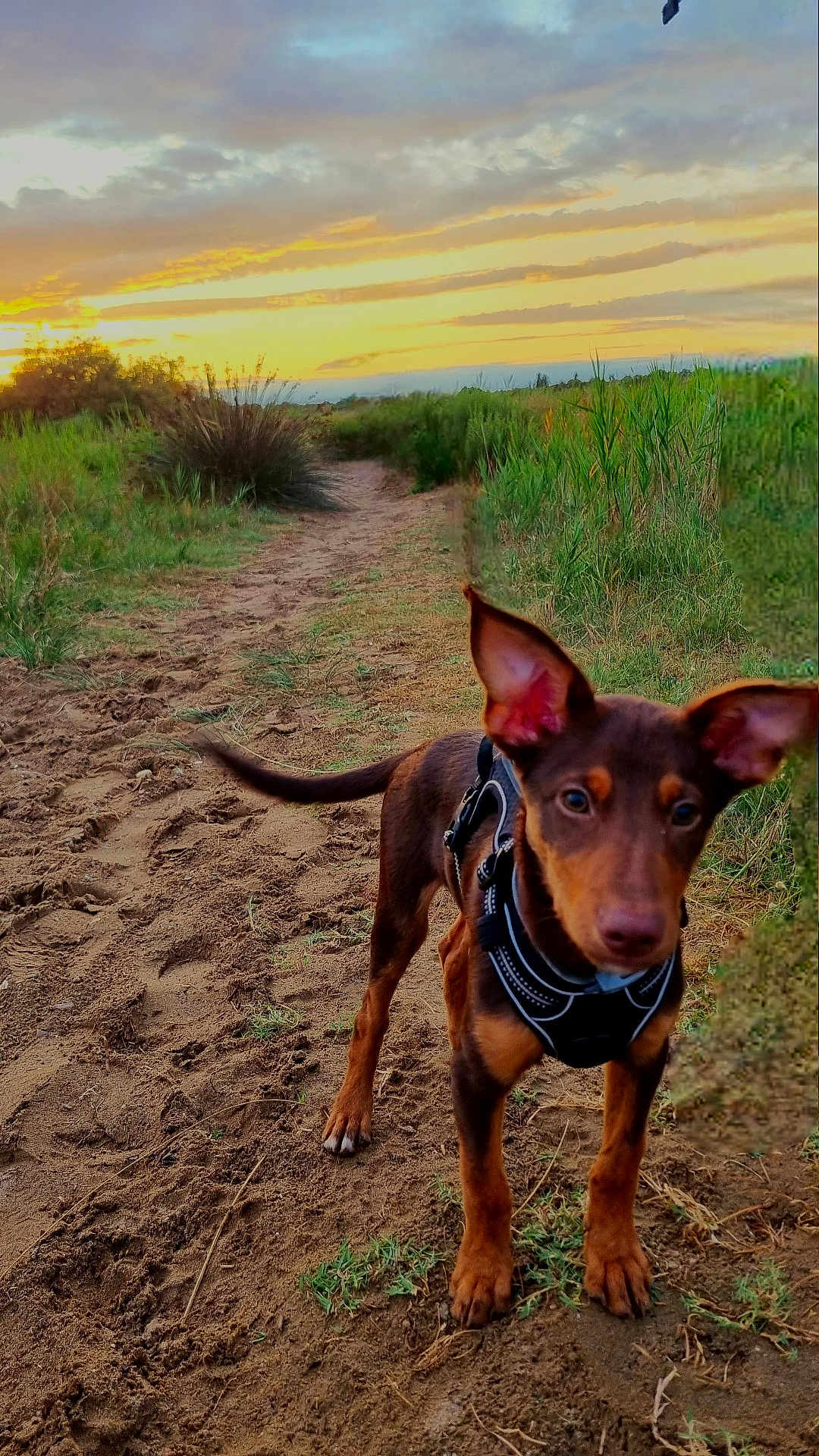 Alf