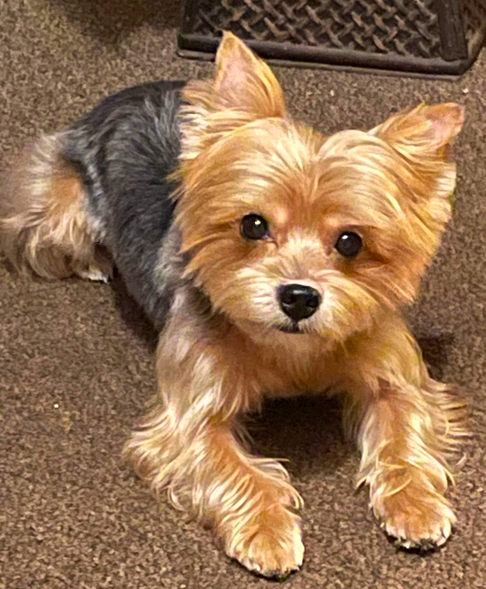 Gizmo is registered to the contest to win money with this photo: biewer_terrier, canidae, carnivore, companion_dog, dog, dog_breed, fashion_accessory, fawn, fur, liver, puppy, small_terrier, snout, sporting_group, terrestrial_animal, terrier, toy_dog, working_animal, yorkipoo, yorkshire_terrier