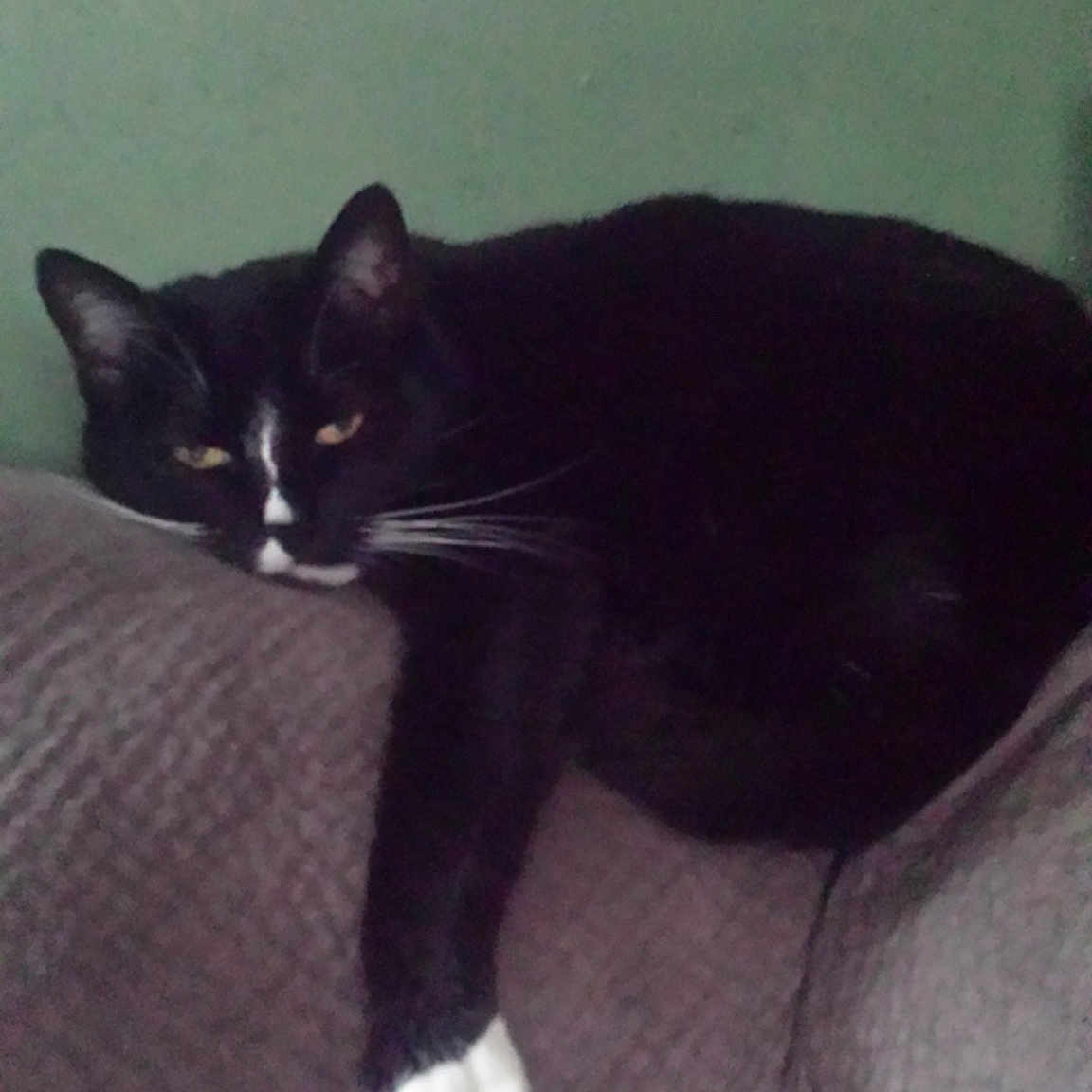 Zion joined the competition — help win amazing prizes! black_cat, carnivoran, cat, cat_like_mammal, domestic_short_haired_cat, european_shorthair, kitten, small_to_medium_sized_cats, tail, whiskers